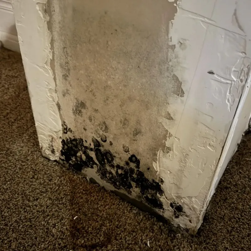 Professional Mold Removal in Dover Base Housing, DE